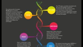 הגנטיקה של ירידה בקילוגרמים 6 השפעת הגנטיקה על דיאטת ההרזיה שלך