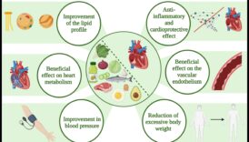 השפעות תזונה קטוגנית על שומן בדם 2 פרופילי קטו ושומנים בדם: תצוגה מקיפה