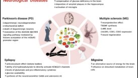 תפקידם של קטונים בניהול מצבים אוטואימוניים