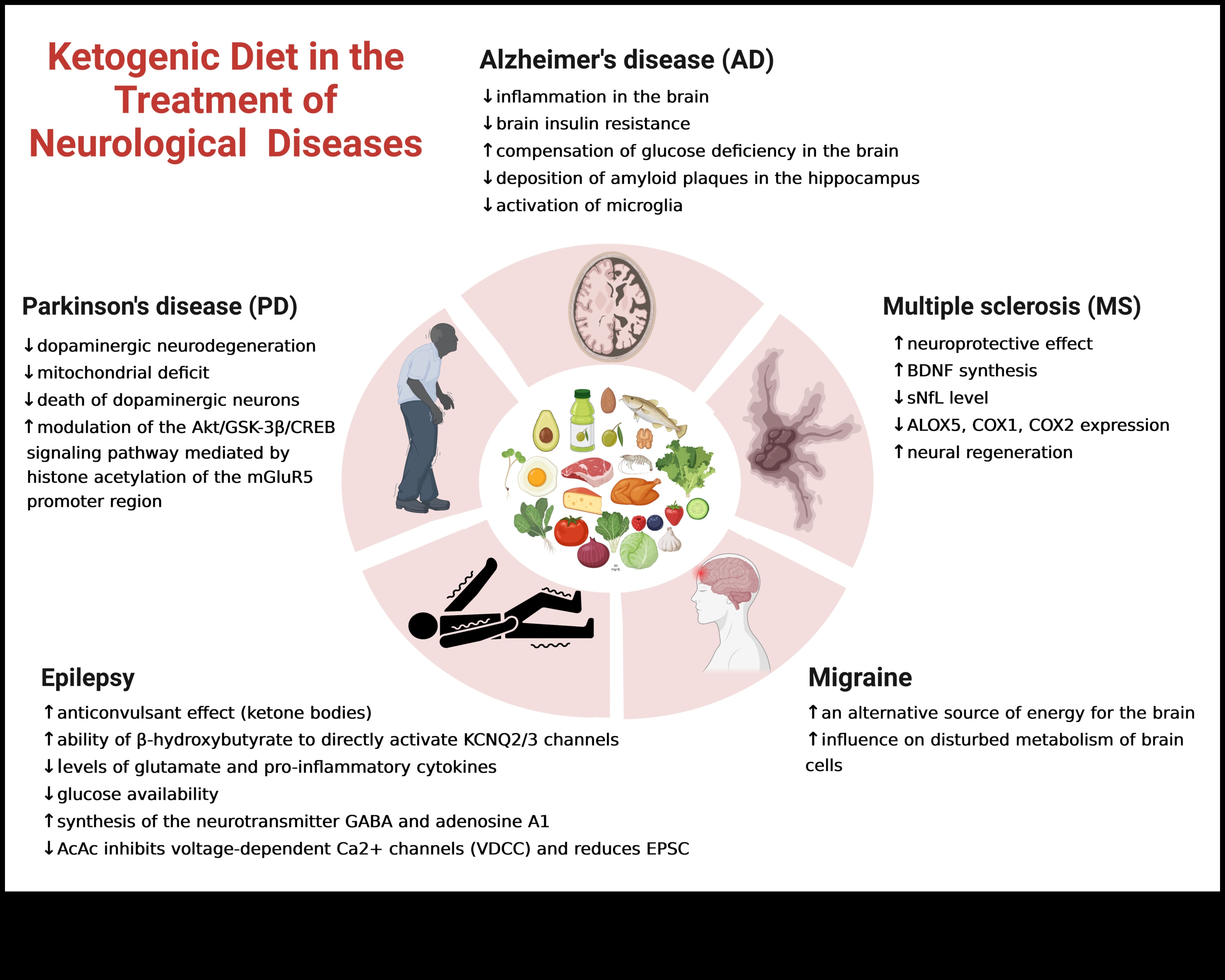 קטונים טיפול פוטנציאלי למחלות אוטואימוניות 1 תפקידם של קטונים בניהול מצבים אוטואימוניים